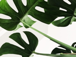 Palm Print